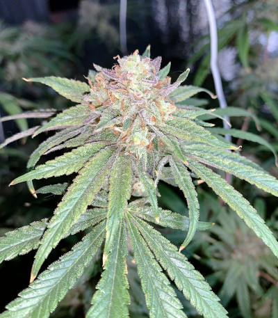 Семена сорта Delicious Cookies fem (Delicious Seeds)