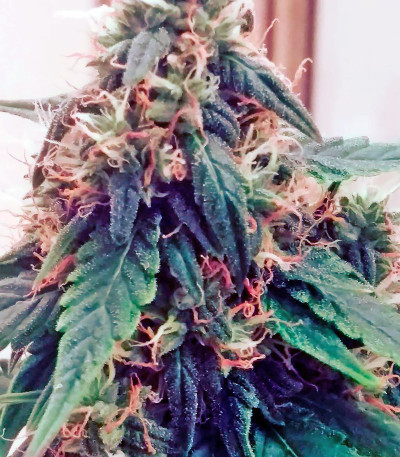 Семена сорта Northern Lights Auto Fem (Vision Seeds)