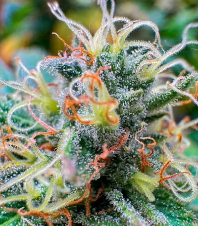 Семена сорта Orange Creampop fem (Humboldt Seed Company)