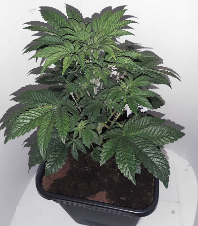 Семена сорта Tropicanna Banana fem (Barney's Farm)