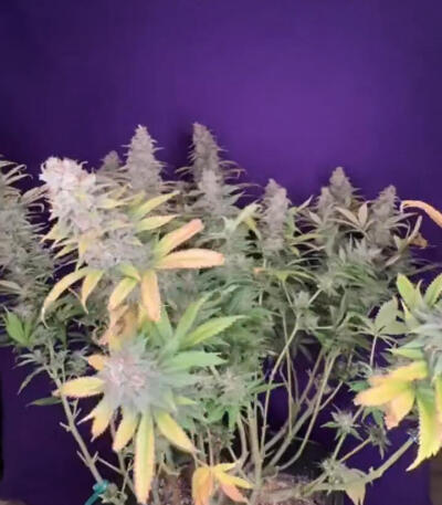 Семена сорта Ultimate Lemon Haze Auto fem (Семяныч)