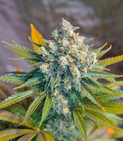 Семена сорта Big Devil F1 Fast Version fem (Sweet Seeds)