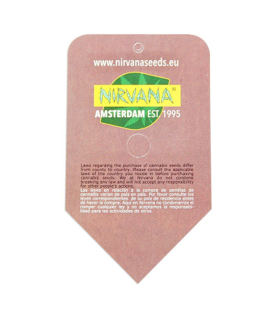 Семена сорта Big Bud (Snow White) reg (Nirvana Seeds)