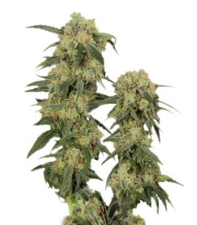 семена Pamir Gold шишки