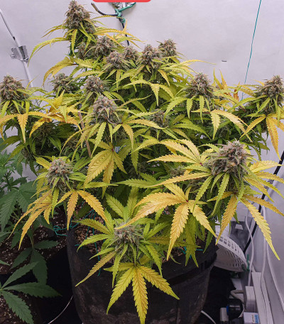 Семена сорта Auto Cinderella Jack fem (Dutch Passion)