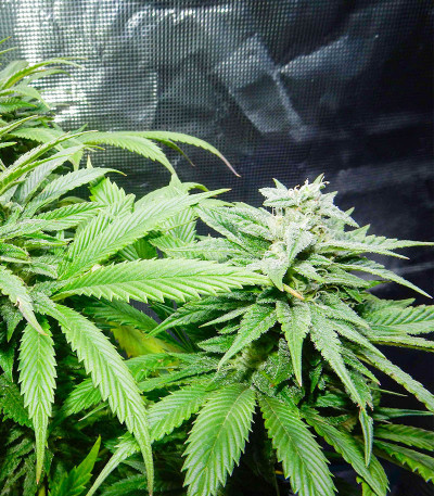 Семена сорта Bubba Kush fem