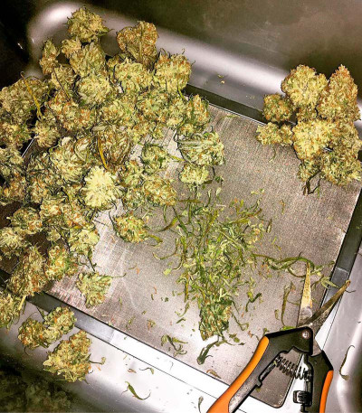 Семена сорта Blue Mystic (Blueberry) reg (Nirvana Seeds)