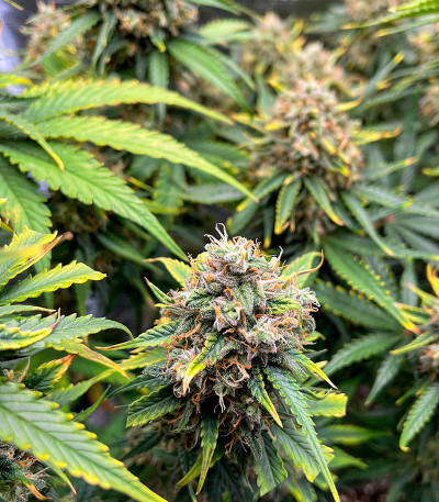 Семена сорта Crime Caramel 2 Auto fem (Семяныч)