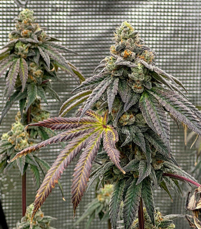 Семена сорта Humboldt Pound Cake fem (Humboldt Seed Company)