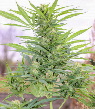 Семена сорта Sugar Black Rose reg (Delicious Seeds)