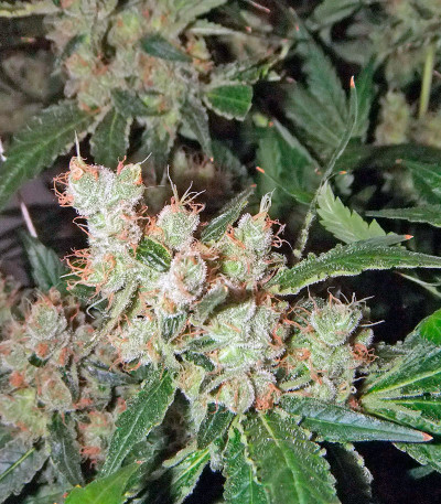 Семена сорта Afghan Kush X White Widow fem (World of Seeds)