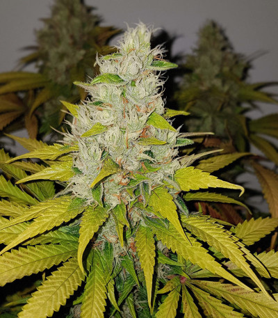 Семена сорта Gelato fem (Cali Buds Seeds)