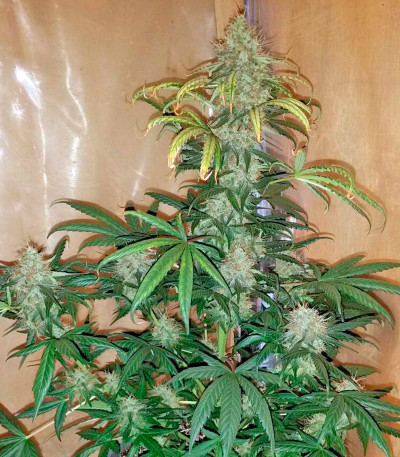 Семена конопли Moby Dick XXL Autoflowering fem