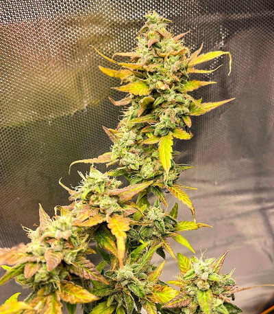 Семена сорта Sour Diesel Auto fem (Herbies Seeds)
