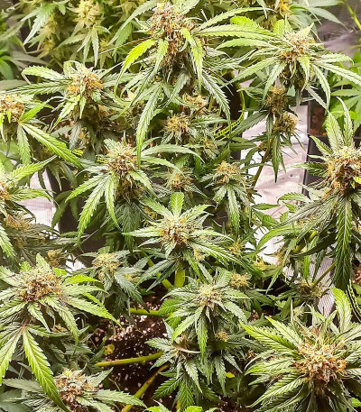 Семена сорта Purple Punch Auto fem (High Speed ​​Buds)