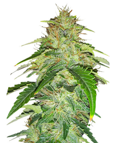 Семена сорта Original Auto Russian fem