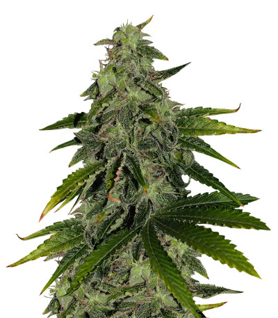 Семена сорта Pure Power Plant fem (Nirvana Seeds)