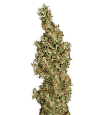 Семена сорта Kali Mist reg (Serious Seeds)