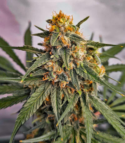 Семена сорта Mimosa × Orange Sherbet (7CH Seeds & Cali Buds Seeds)