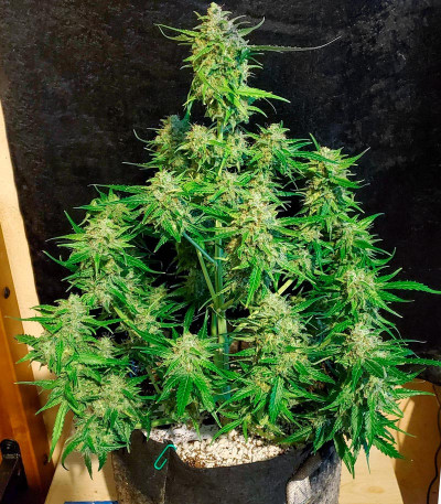Семена сорта Bruce Banner Auto (Monster Genetics)