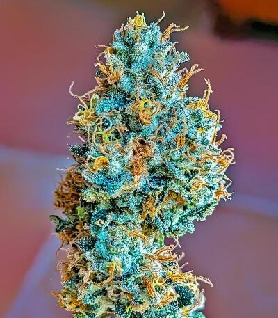 Семена сорта Mandarin Cookies fem (7CH American)