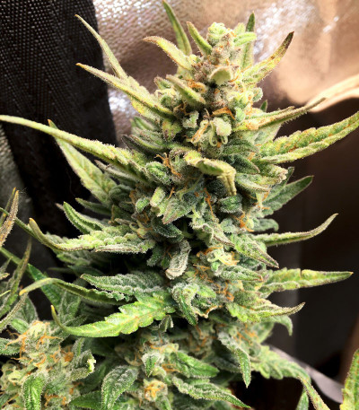 Семена сорта Scout Cookies auto fem (Семяныч)