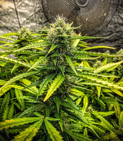 Семена сорта Stardawg auto fem (FastBuds)