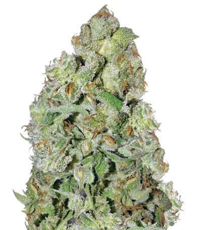 Семена сорта Auto Kush fem (Female Seeds)