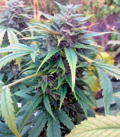 Семена сорта Orange Hill Special fem