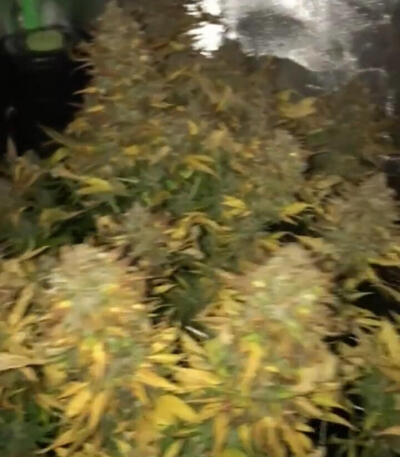 Семена сорта Sour Diesel x OG Kush fem (Seedkeepers)