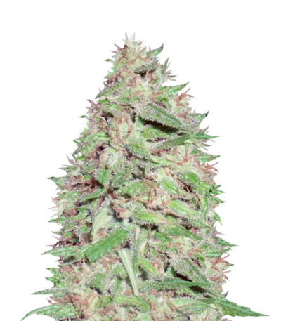 Семена сорта Dizzy Lights Auto fem (Dr. Krippling Seeds)