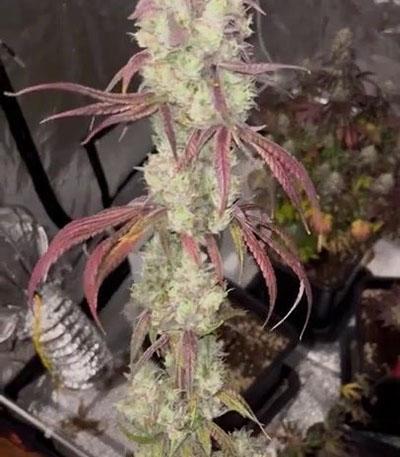 Семена сорта Jelly Donutz Auto fem от Humboldt Seed Company