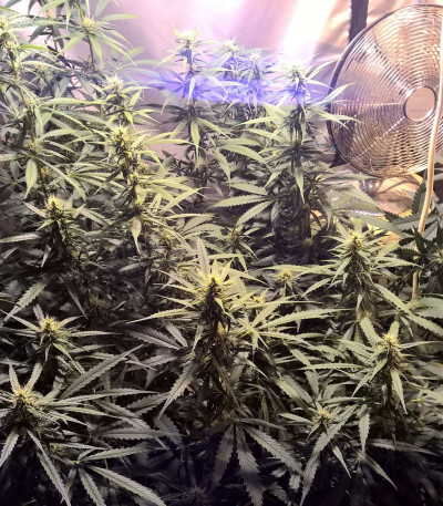 Семена сорта Lemon Kush fem (Female Seeds)