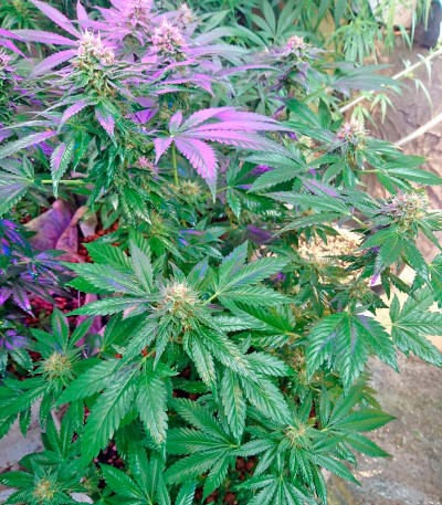 Семена сорта Lithium OG Kush fem (Nirvana Seeds)