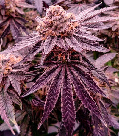 Семена сорта Mandarin Cookies fem (7CH American)