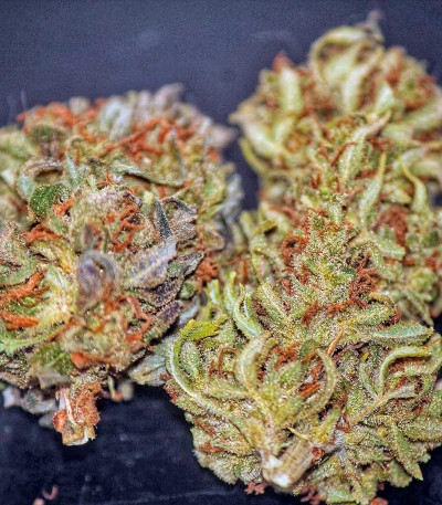 Семена сорта Moby Dick #2 fem (Dinafem Seeds)