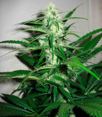 Семена сорта Sugar Black Rose fem (Delicious Seeds)