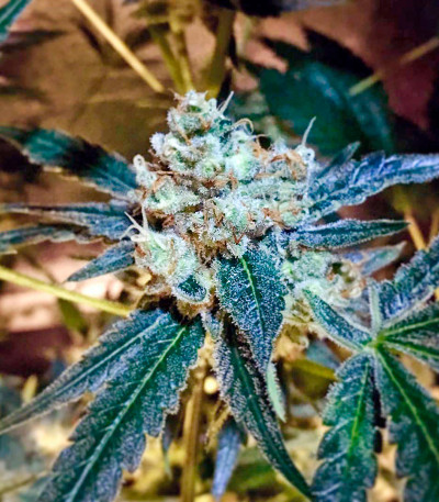 Семена сорта UK Cheese Auto fem (Humboldt Seeds)