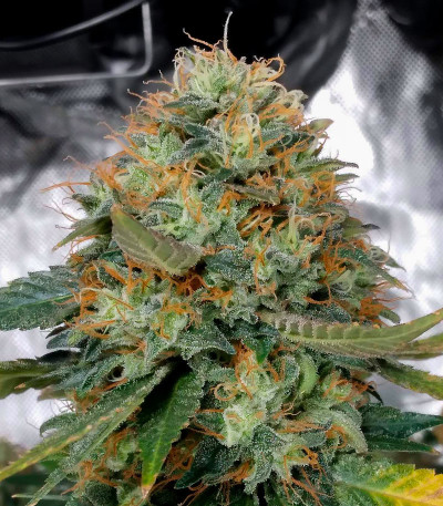 Семена сорта Zookies fem (7CH American)