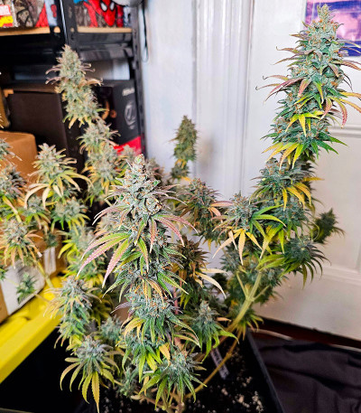 Семена сорта Apple Betty fem (Herbies Seeds)
