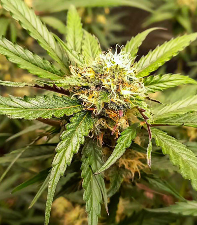 Семена сорта Purple Punch Auto fem (High Speed ​​Buds)