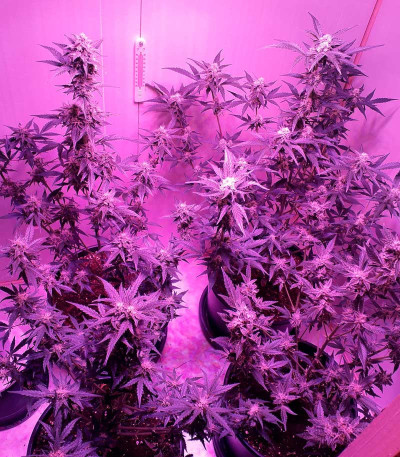 Семена сорта Blueberry Kush Automatic fem (Nirvana Seeds)