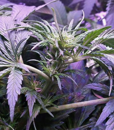 Семена сорта Currant Kush fem (VIP seeds)