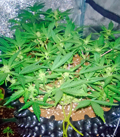 Семена сорта Deep Cheese fem (Dinafem Seeds)