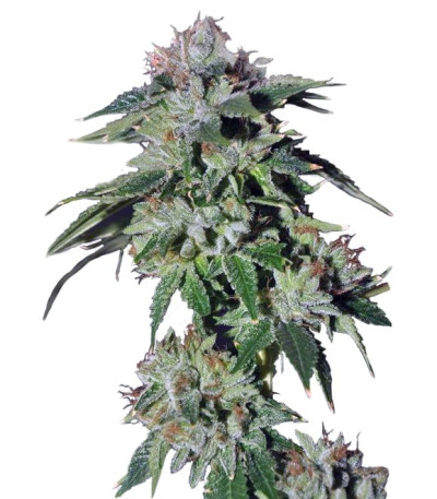 Семена сорта Pure Kush fem (Green House Seeds)