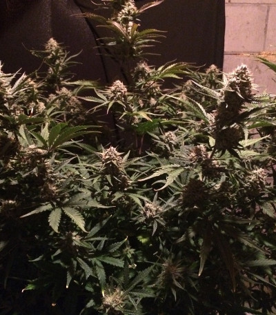 Семена сорта Fast & Vast Auto fem (Heavyweight Seeds)