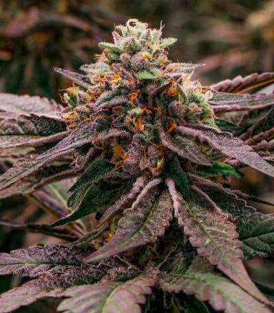 Семена сорта Permanent Marker Auto fem (7CH American)