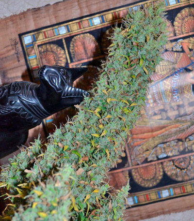 Семена сорта Auto Nefertiti fem (Pyramid Seeds)