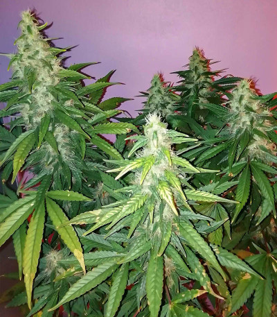 Семена сорта Chingis Khan fem (VIP seeds)