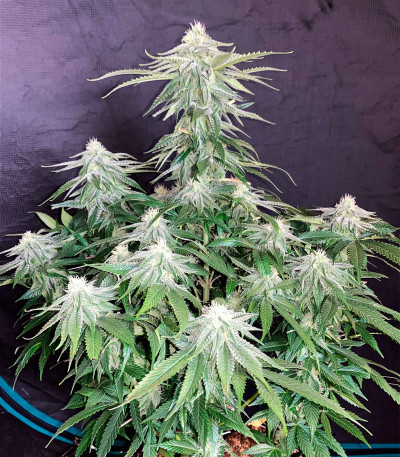 Семена сорта Gorilla Glue #4 fem (Original Sensible Seeds)